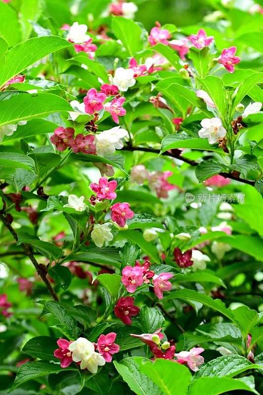 Weigela coraeensis花